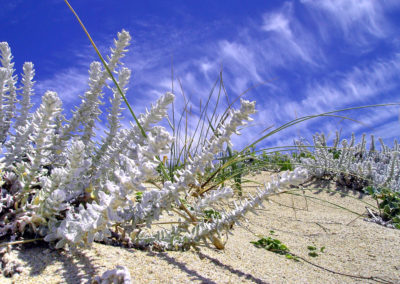 Flora das dunas