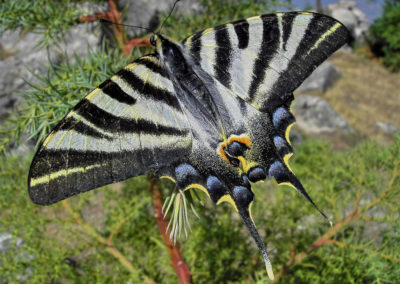 Bolboreta Boiña ou Galo (Papilio machaon)